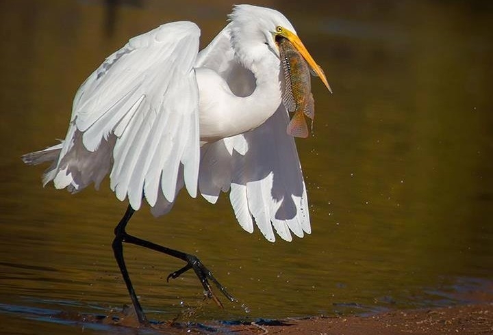Great White Egret Great White Egret